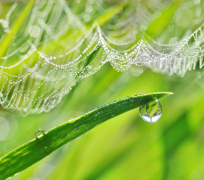 Dew drops on green grass and spider web closeup. Nature Background.