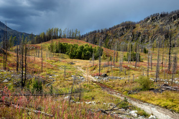 Forest recovering after a fire in the mountains of Altai, Kazakhstan