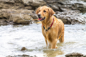 Golden retriever dog enjoying on the beach