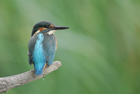 Zimorodek Alcedo atthis