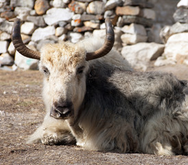 White and grey yak which is lying outside of lodge