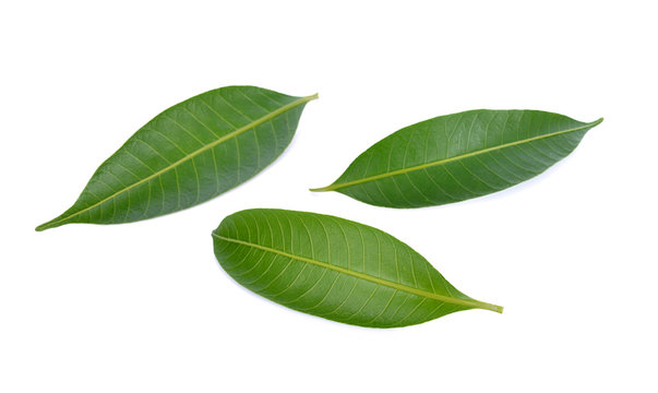 Fototapeta Mango leaf on a white background