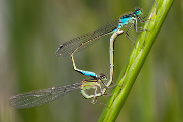 Bluetail Damselfly mating wheel (Ischnura heterosticta)