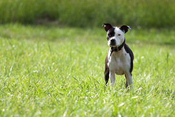 American Staffordshire Terrier standing on a meadow