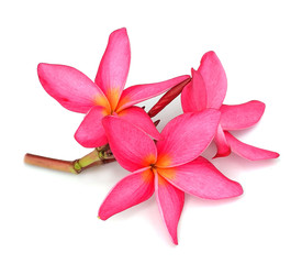 Tropical flowers frangipani (plumeria)