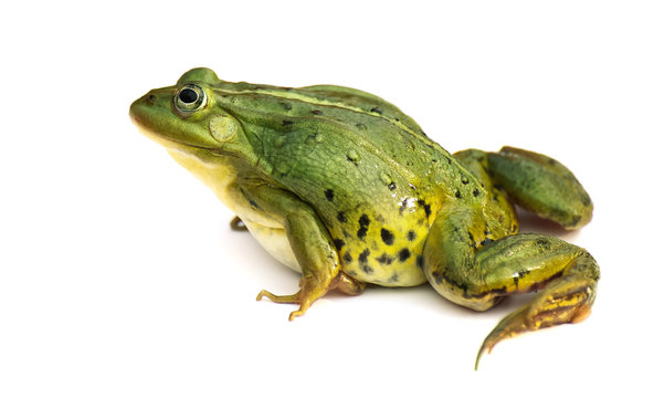 Rana esculenta. Green ,European or water, frog on white background.