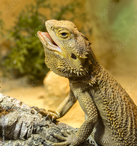 "Bartagame mit leicht geöffnetem Maul" Stockfotos und lizenzfreie ... - 500 F 117924177 0DJ4Co01gHiDlmjrauTg5Iz1wuiDWcQN