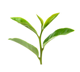Green tea leaf