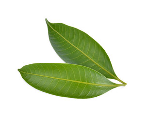 Obraz premium Mango leaf on a white background
