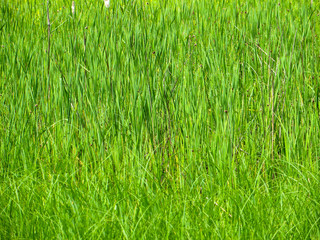 Green reed