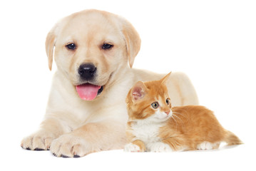 kitten and puppy Labrador on a white background