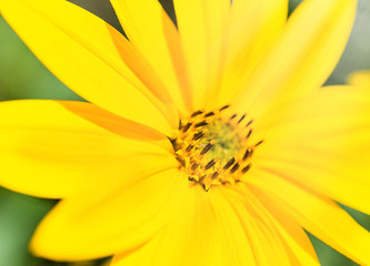 Bright sun and yellow flowers close up