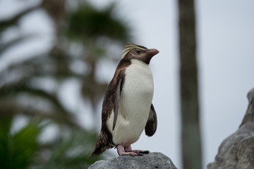 ペンギン