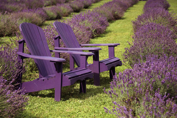 Fototapeta premium Chairs and lavender