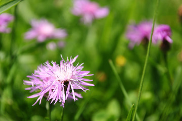 Obraz premium The meadow flowers are catching the sun. 