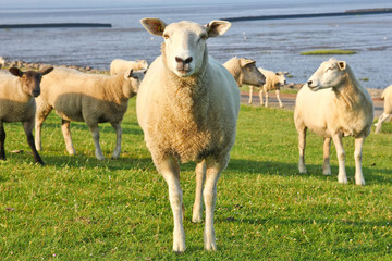 The sheep is standing on the field by the sea and is watching you. 