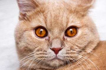 A cat is looking hypnotic at you. 