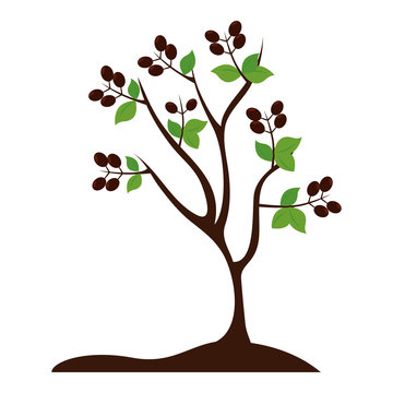 Plant Tree Grain Coffee Agriculture Icon Vector Graphic