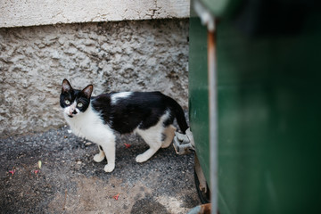 Wild feral cat among the trash cans