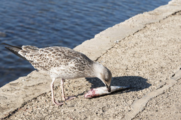 seagull on a stony shore eating a fish