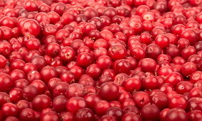 Fresh cowberry