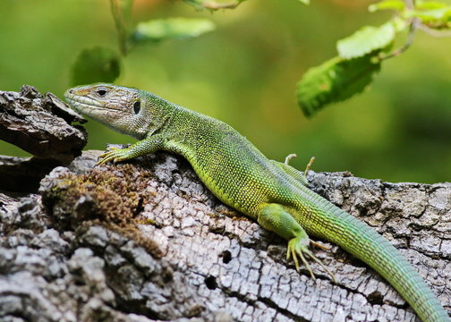 Eastern Green Lizard, Lacerta viridis
