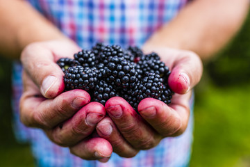 Fresh blackberries in hands