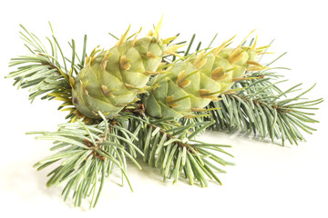 Closeup of a fir tree branch with fir cones. Isolated on white background.