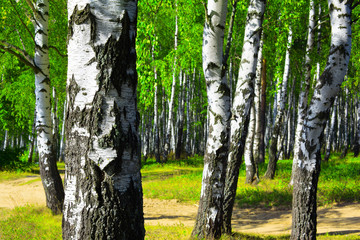 summer in birch forest