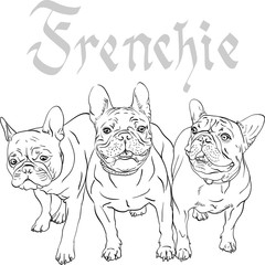 Vector three domestic dogs French Bulldog breed