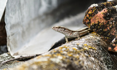 lizard