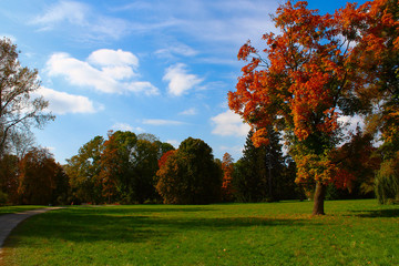 Naklejka premium Autumn Park. Autumnal Trees and Leaves in sun rays.