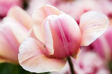 No drill blackout roller blinds Tulip Light pink tender tulip closeup
