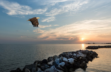 Naklejka premium Bald Eagle flying over a jetty on the Chesapeake Bay at sunset
