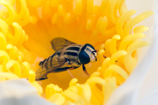 Hoverfly hidden in yellow flower waterlily