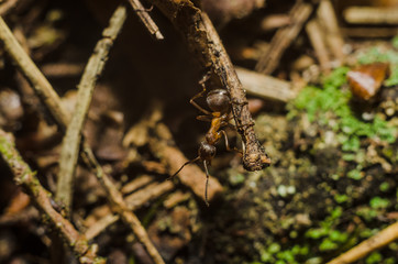 ant, animals, macro, insect, arthropod, nature, invertebrate