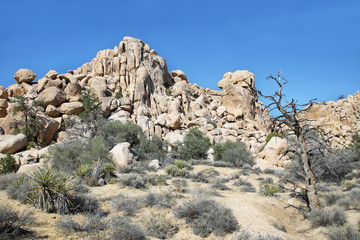 Boulders and cactus in Joshua Tree National Park