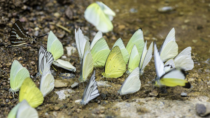 Colorful butterflies series of natural at Ban Krang Camp.select focus.