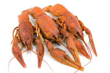 boiled crayfish closeup on white background