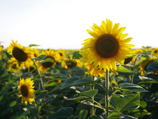 Field of sunflowers against the sky