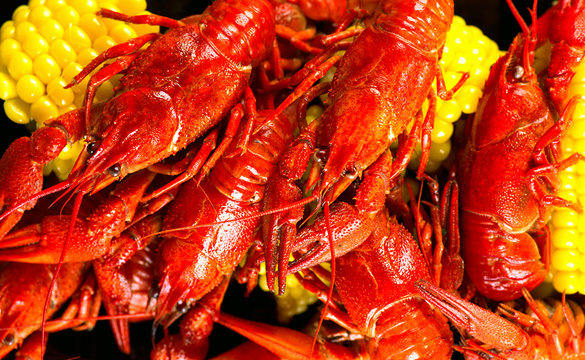 Crayfish. Creole style crawfish boil serving with corn and potato