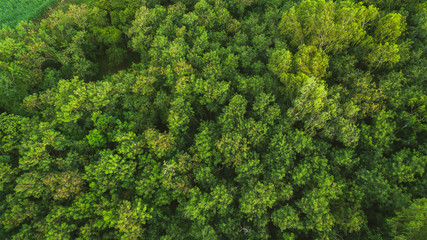 forêt arbres vue de dessus texture et arrière-plan