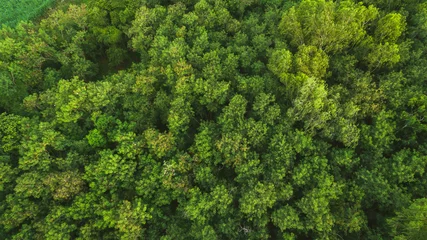 Photo sur Aluminium Arbres forêt arbres vue de dessus texture et arrière-plan