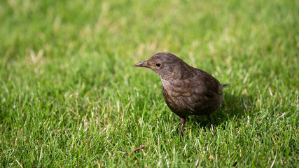 turdus merula