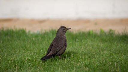 blackbird