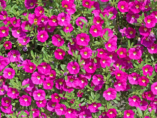 Fototapeta premium Petunien, Petunia