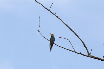 Bird   bee-eater sitting on the dry branch