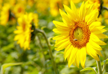 Sunflowers blooming in farm with blue sky.