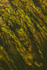 Algae in the small river