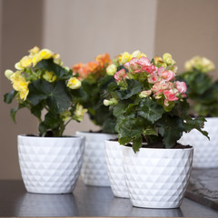 Pink Kalanchoe (Saxifragales Crassulaceae Kalanchoe) flower - selective focus on flowers